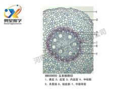 植物学标本厂家带你回顾植物标本的历史