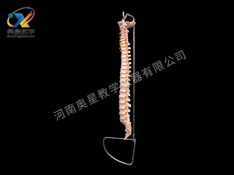 骨模型　脊柱 自然大脊柱模型- 骨骼系列-教学模型-产品中心- 河南奥星教学仪器