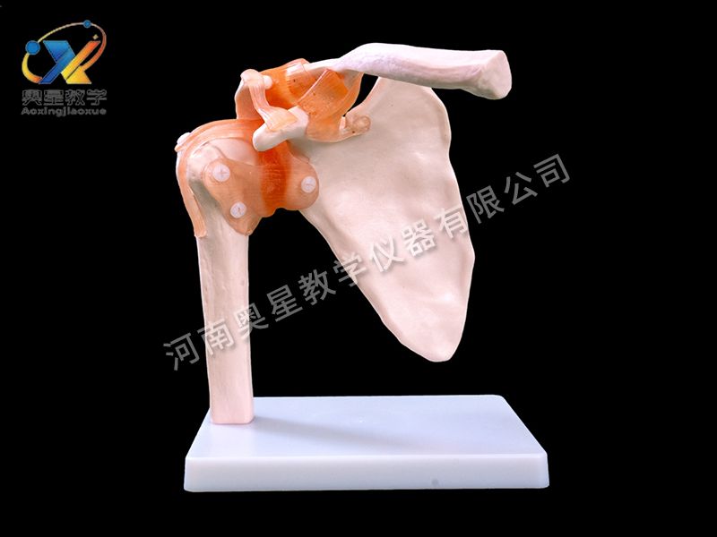 自然大肩关节模型