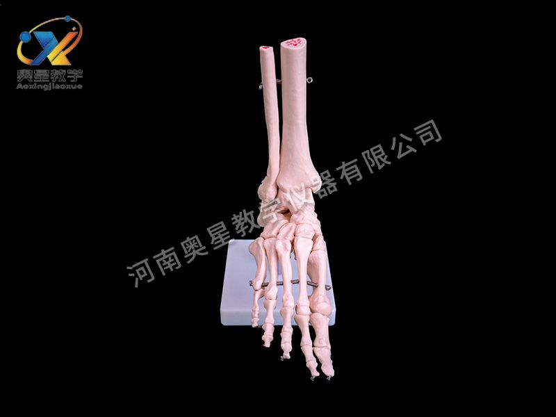 自然大脚关节模型