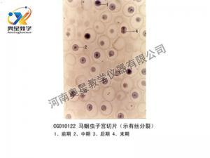 马蛔虫子宫切片