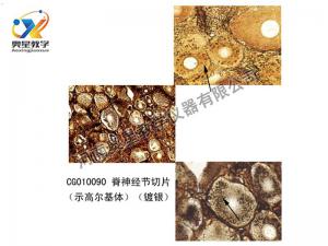 脊神经节切片
