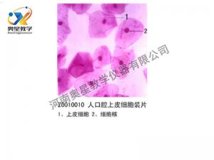 人口腔上皮细胞装片