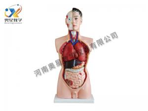 男性躯干模型