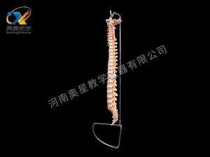 自然大脊柱模型